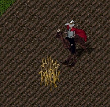 sheaf1.jpg