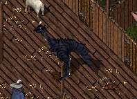 shadow.jpg