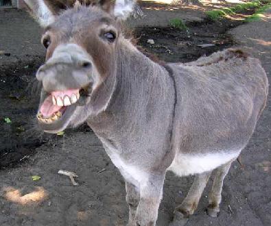 donkey.jpg