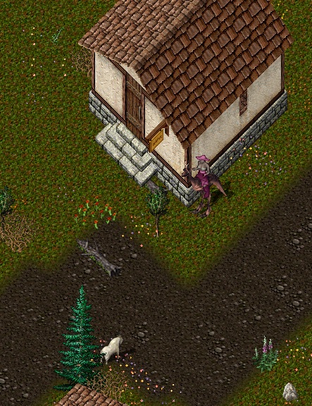 Yew4.jpg