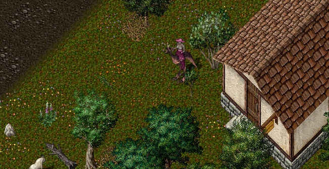 Yew5.jpg