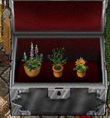 flower.jpg