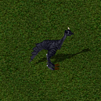 DMare.gif