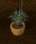 Plant3.jpg