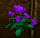 Lady luck rose.png