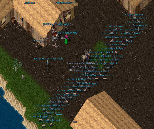 sheep1.jpg