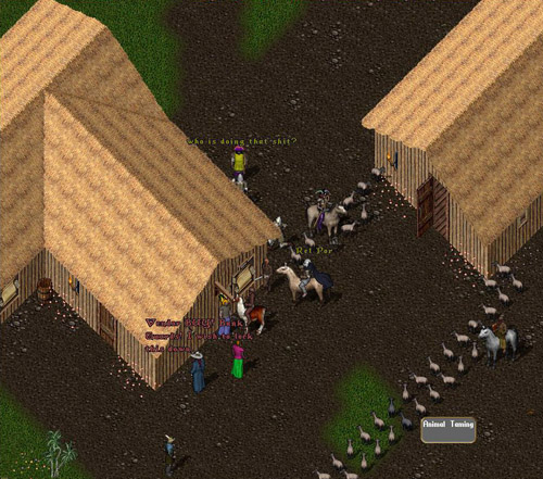 sheep2.jpg