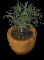 pottedtree1.jpg