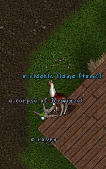 llama.jpg