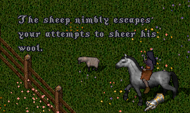 sheep.jpg