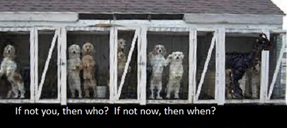 puppymill.jpg